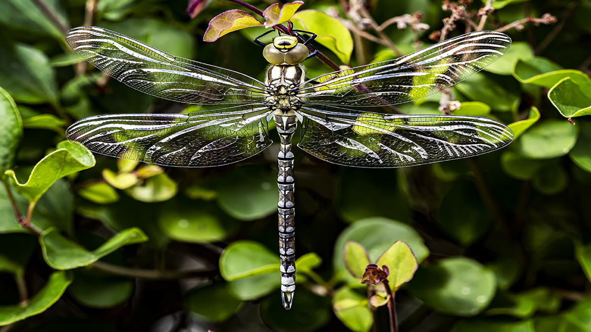 Southern Hawker Dragonfly